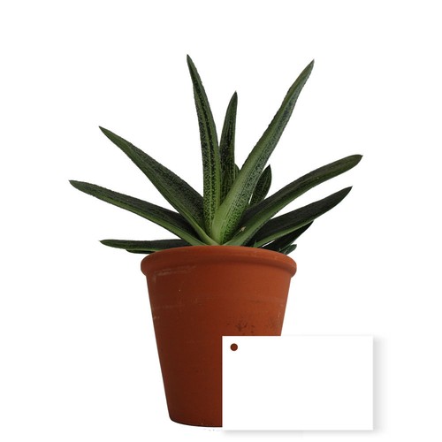 Plante pot terre cuite Ø10 cm