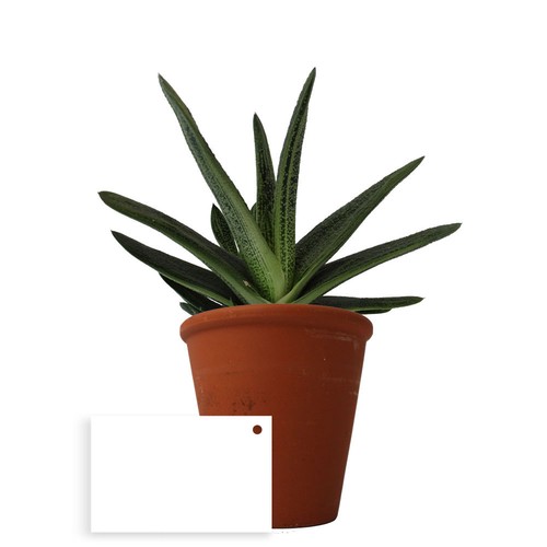 Plante pot terre cuite Ø10 cm
