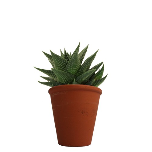 Plante pot terre cuite Ø10 cm