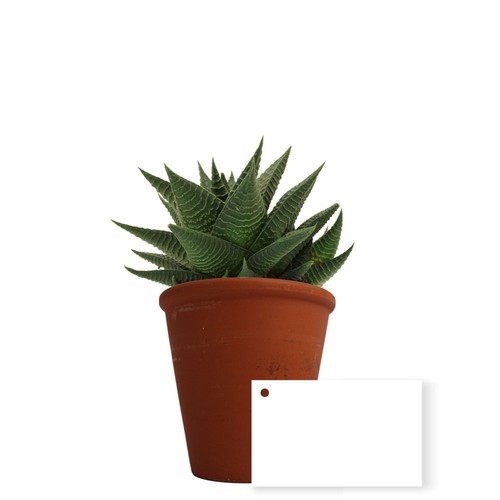 Plante pot terre cuite Ø10 cm