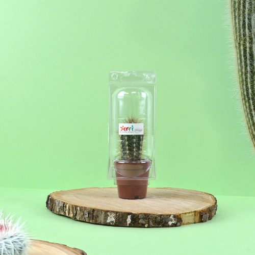 Mini serre cactus
