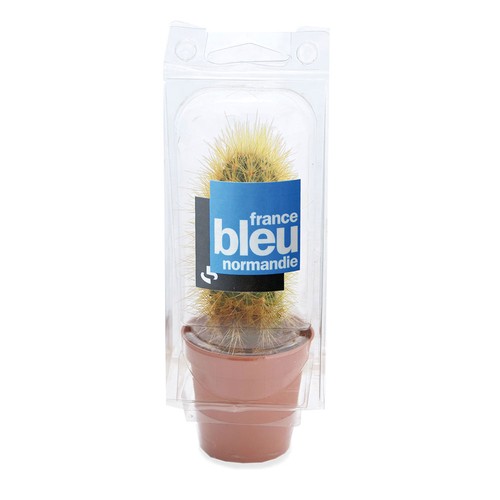 Mini serre cactus