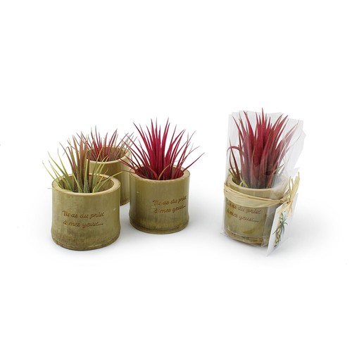 Tillandsia pot bambou