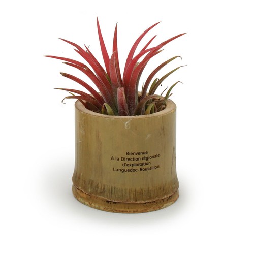 Tillandsia pot bambou