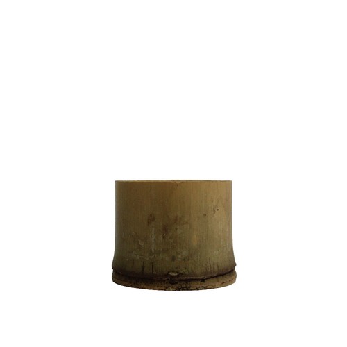 Tillandsia pot bambou