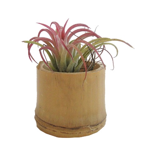 Tillandsia pot bambou