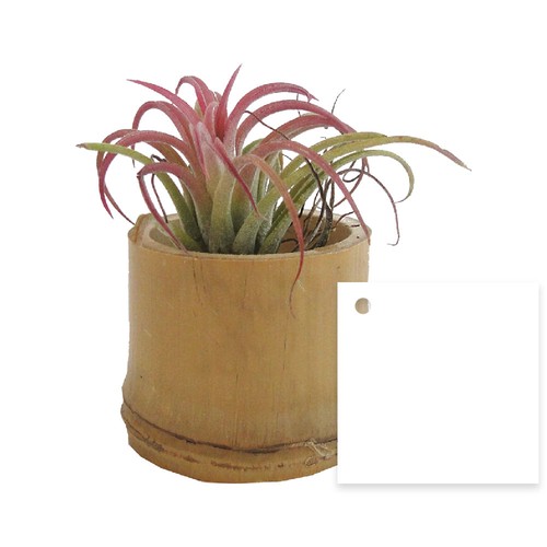 Tillandsia pot bambou