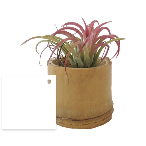 Tillandsia pot bambou