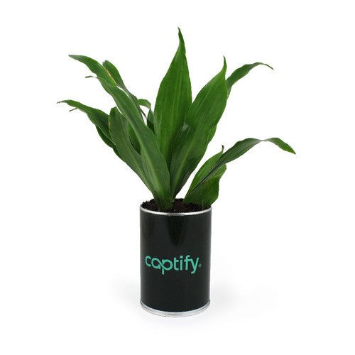 Canette plante all over - 3