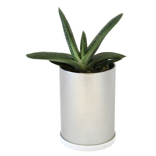 Canette plante all over - 1