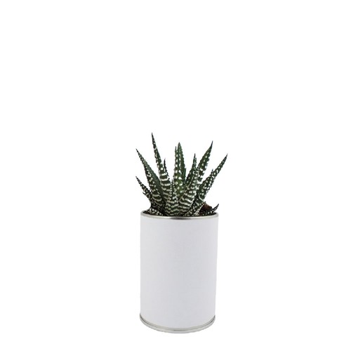 Canette plante all over