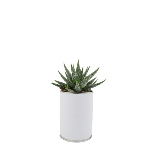 Canette plante all over