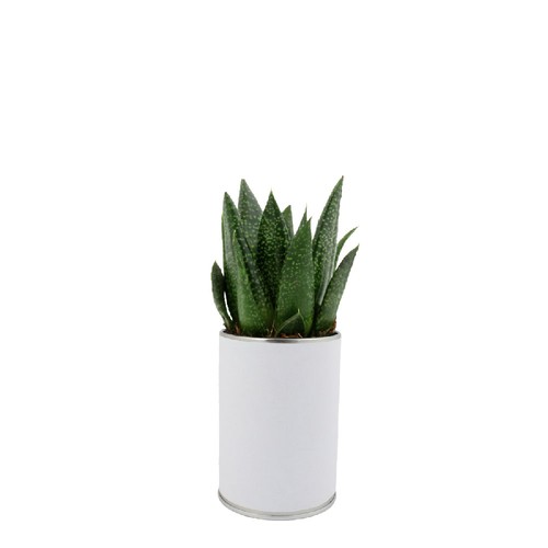 Canette plante all over