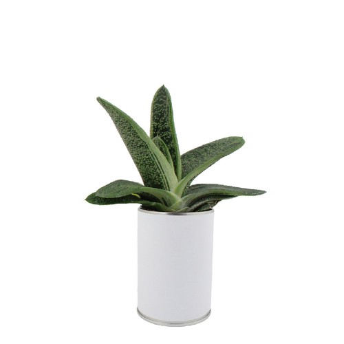 Canette plante all over