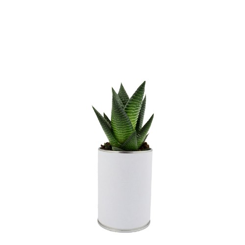 Canette plante all over