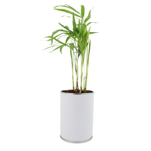 Canette plante all over