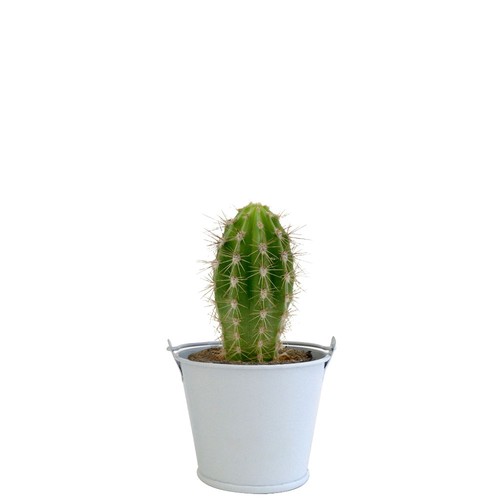 Plante pot zinc aimanté