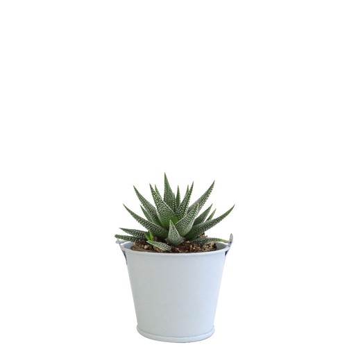 Plante pot zinc aimanté