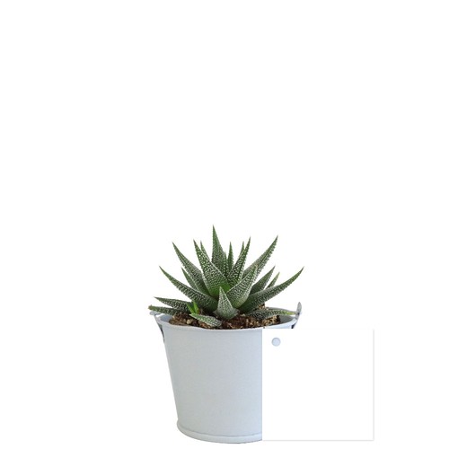 Plante pot zinc aimanté