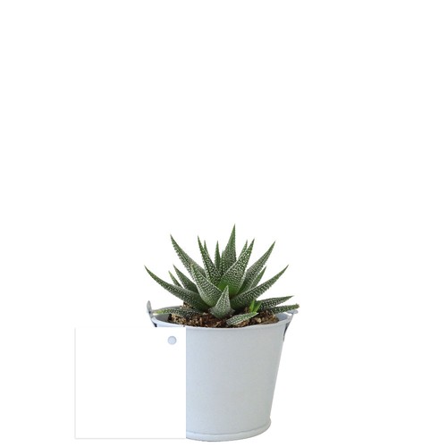Plante pot zinc aimanté