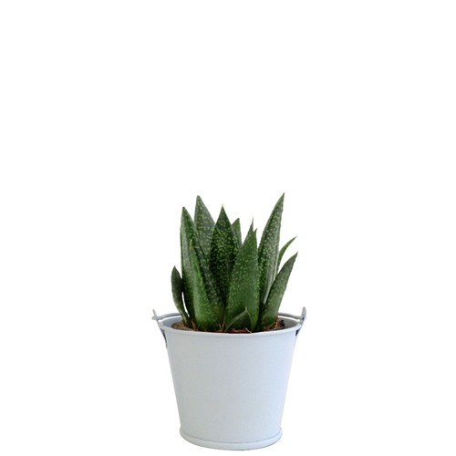 Plante pot zinc aimanté