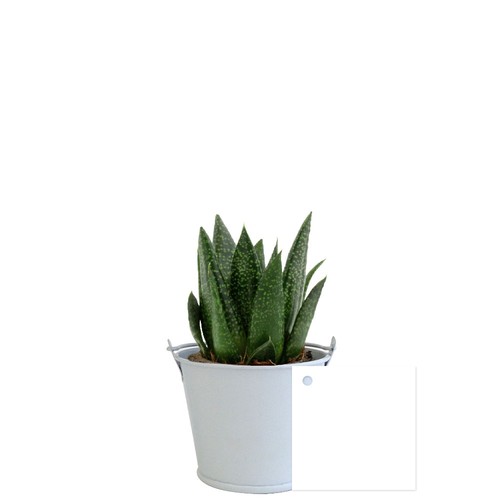 Plante pot zinc aimanté