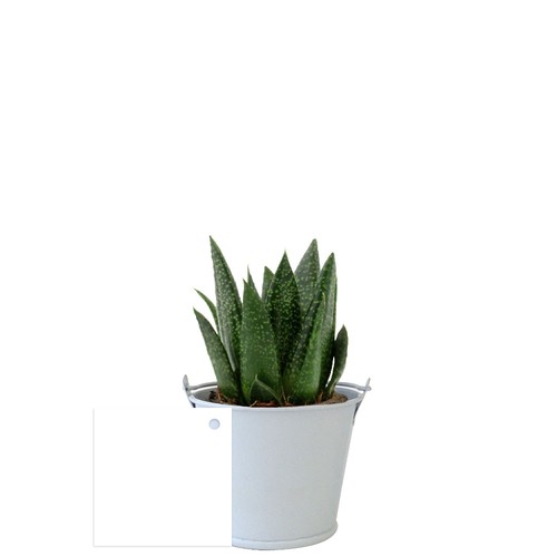 Plante pot zinc aimanté