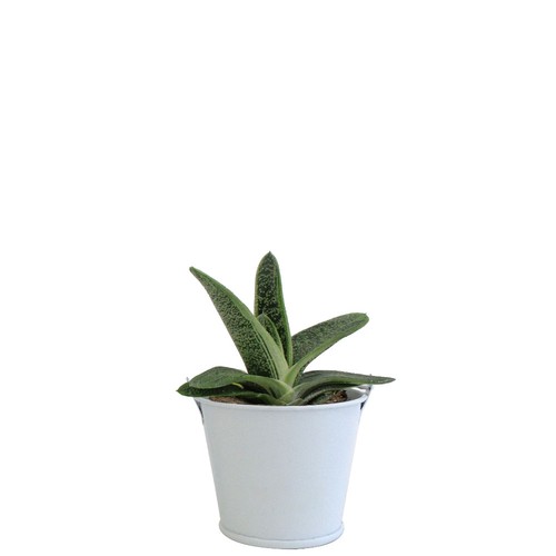 Plante pot zinc aimanté