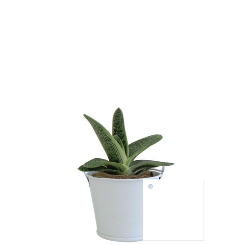 Plante pot zinc aimanté