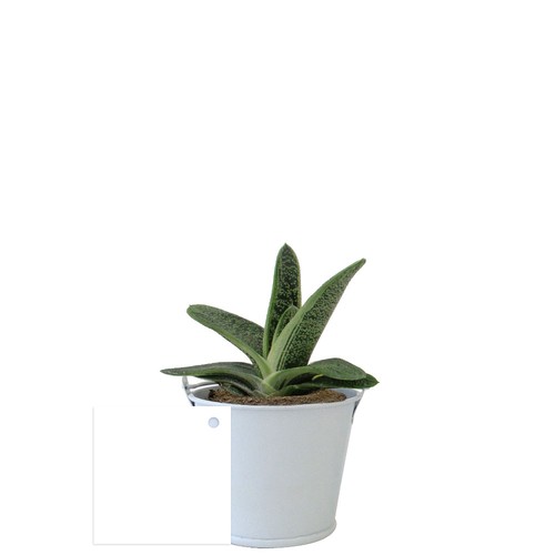 Plante pot zinc aimanté
