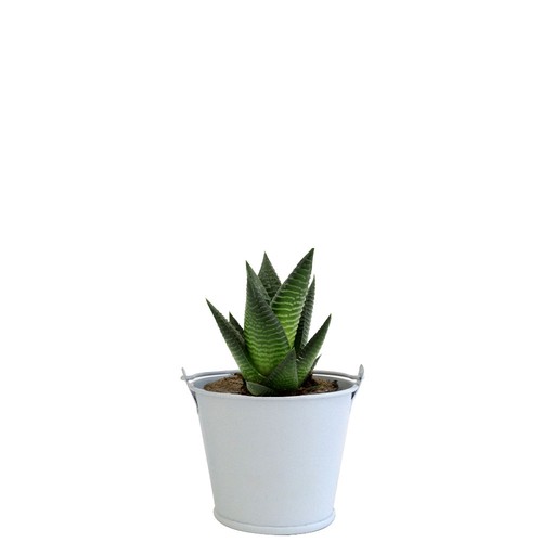Plante pot zinc aimanté