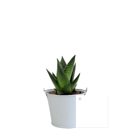 Plante pot zinc aimanté