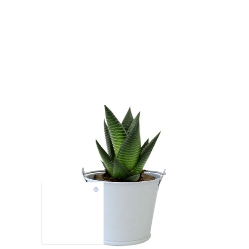 Plante pot zinc aimanté