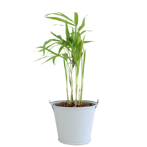 Plante pot zinc aimanté