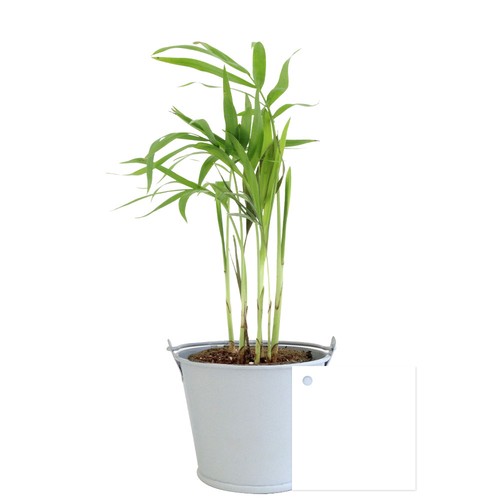 Plante pot zinc aimanté