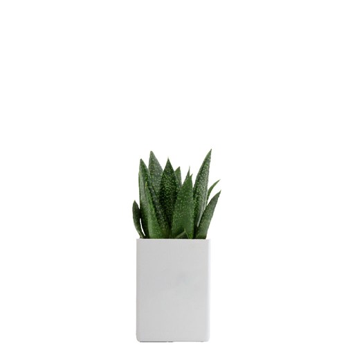 Pot ordi