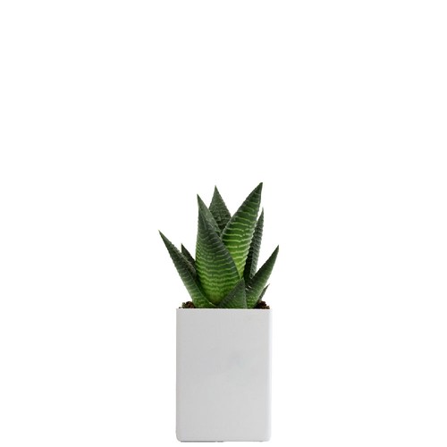 Pot ordi