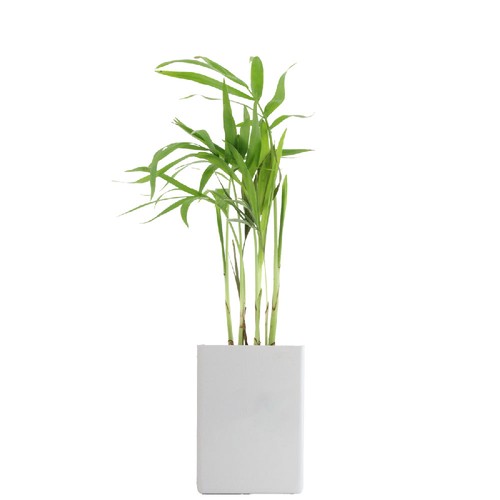 Pot ordi