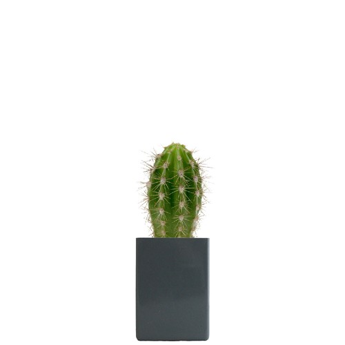 Pot ordi