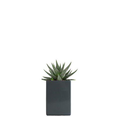 Pot ordi