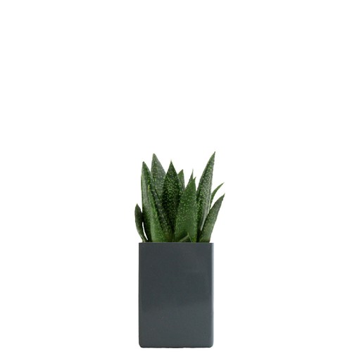 Pot ordi