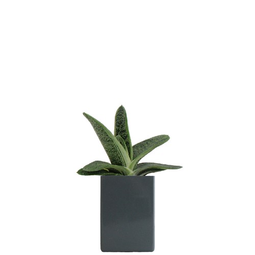 Pot ordi