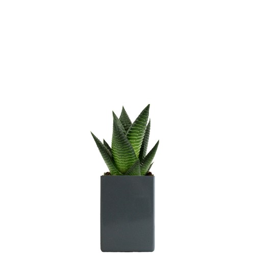 Pot ordi