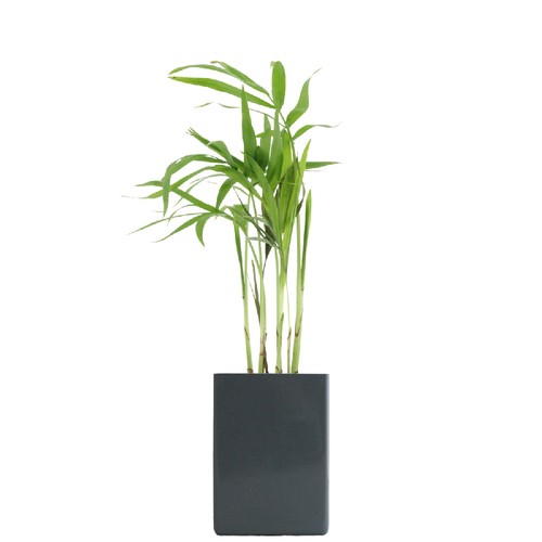 Pot ordi