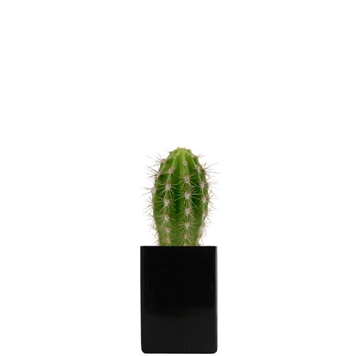 Pot ordi