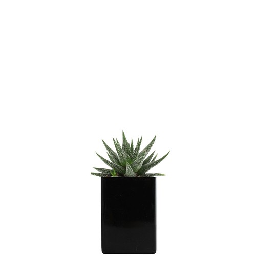 Pot ordi