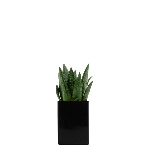 Pot ordi