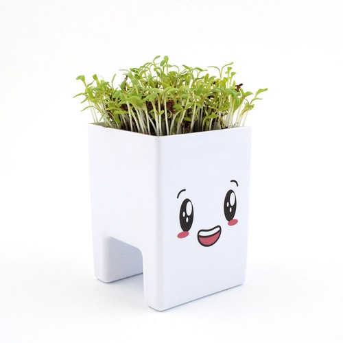 Pot ordi graines - 3