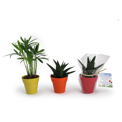 Plante pot bambou Ø7 cm