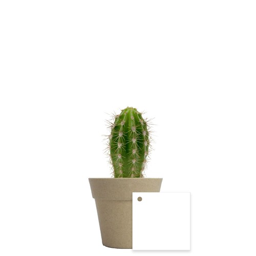 Plante pot bambou Ø7 cm
